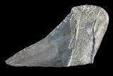 Partial Fossil Megalodon Tooth #89474-1